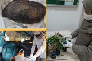 Cegah Hama Berbahaya, Petugas PLBN Entikong Sita Puluhan Bibit Tanaman Tanpa Dokumen Resmi