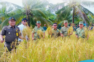 Petani Sambas Diingatkan Tak Jual Gabah Murah ke Tengkulak, Harga Kini Rp6.500 Per Kilogram!