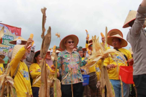 Bengkayang Pecahkan Rekor MURI, Panen Raya Jagung Libatkan 1.750 Peserta