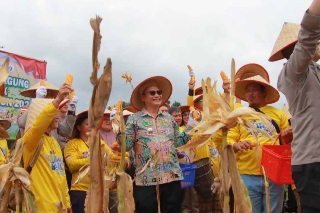 Bengkayang Pecahkan Rekor MURI, Panen Raya Jagung Libatkan 1.750 Peserta