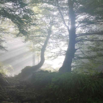 Risiko Penyimpangan Jadi Sorotan di Sektor Hutan