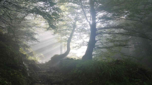 Risiko Penyimpangan Jadi Sorotan di Sektor Hutan