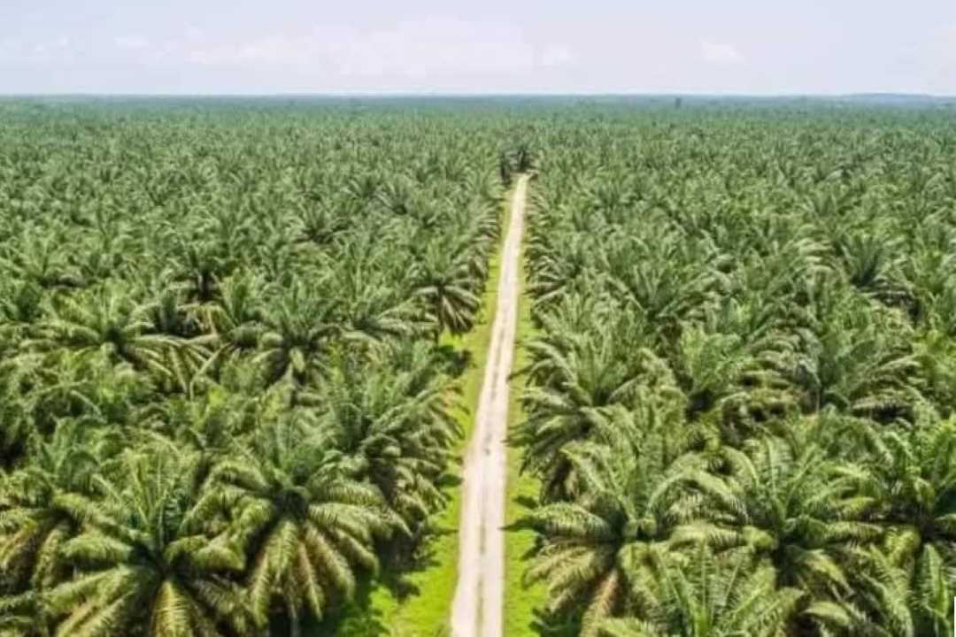 Gandeng Aparat Penegak Hukum, Bupati Darwis Verifikasi Menyeluruh Izin Perkebunan di Bengkayang