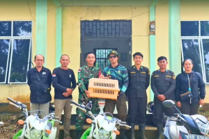 Trenggiling Hasil Serahan Warga Dilepasliarkan Kembali ke Cagar Alam Gunung Nyiut Bengkayang