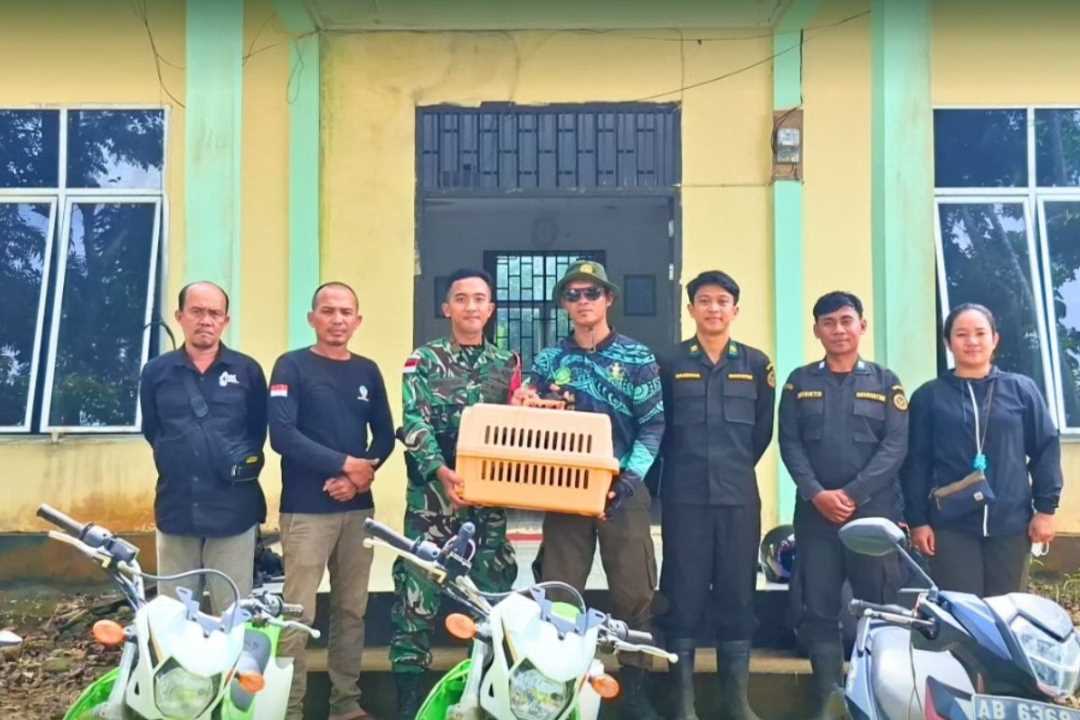 Trenggiling Hasil Serahan Warga Dilepasliarkan Kembali ke Cagar Alam Gunung Nyiut Bengkayang