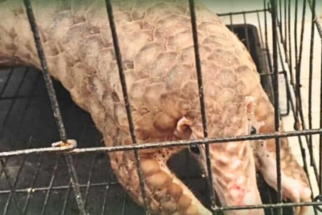 Selamatkan Satwa Langka, Satgas Pamtas Serahkan Seekor Trenggiling ke BKSDA Sanggau Ledo